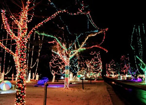 An image of trees decorated for Christmas Carnival of Lights. An image of trees decorated for Christmas Carnival of Lights.