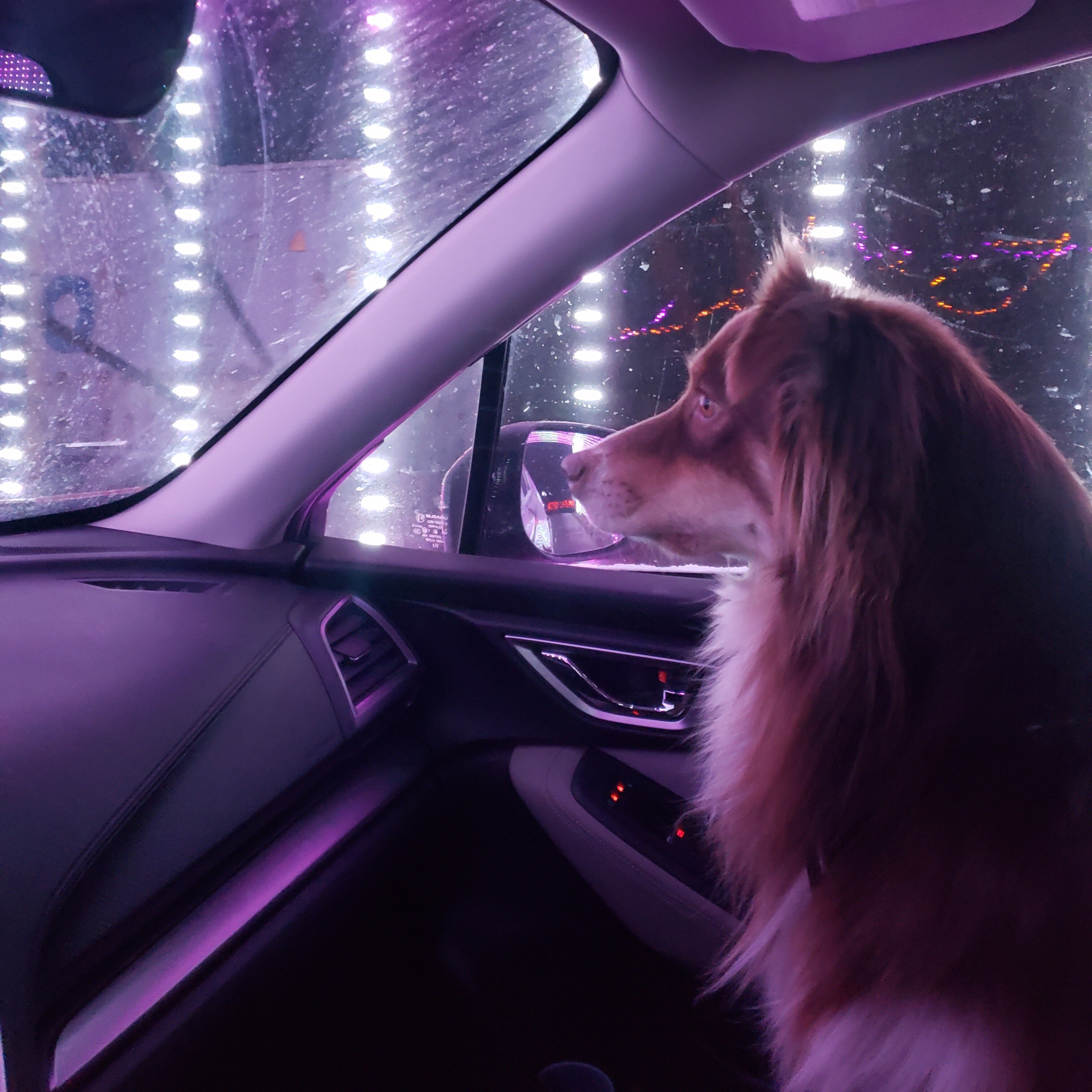 Even pets like the dazzling lights! Join us for Pet Night on Nov XX